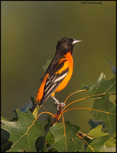 _1SB0119 baltimore oriole.jpg